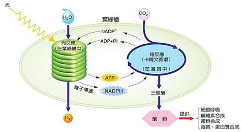 植物需要氧氣嗎|植物的呼吸作用：包括有氧呼吸與無氧呼吸